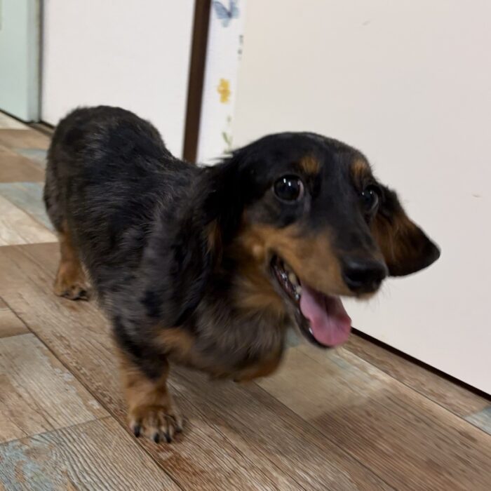 ももじろうくん・はなちゃん・麦くん・マーニーちゃん&ローラちゃん・きなこくん&あずきくんのご様子☆【湘南・鵠沼にあるペットホテル 】