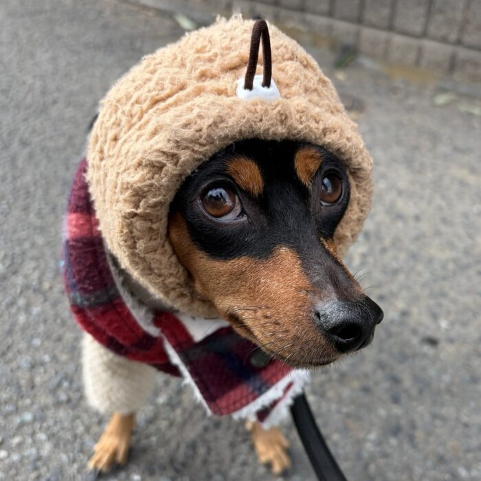 ポポちゃん・おはぎくん・ライトくん・Mocoちゃん・はなちゃん・モンチちゃん・レイリーくんのご様子☆【湘南・鵠沼にあるペットホテル 】