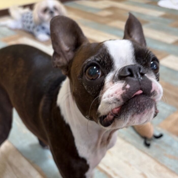 マルちゃん・ラニちゃん・あめちゃん・ベルタちゃん・さわらくんのご様子☆【湘南・鵠沼にあるペットホテル 】