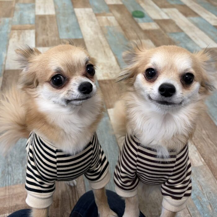 ライくん&麦くん・たんぽぽちゃん・ライチくん・ハルくん・ソウルくん・プクちゃんのご様子☆【湘南・鵠沼にあるペットホテル 】