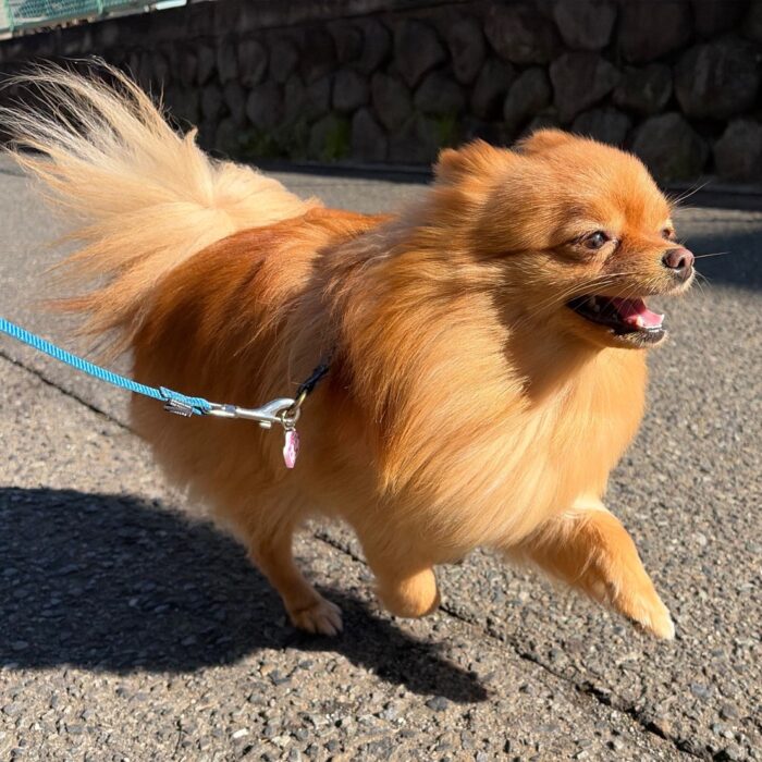 ラブちゃん・Mocoちゃん・マーニーちゃん&ローラちゃんのご様子☆【湘南・鵠沼にあるペットホテル 】