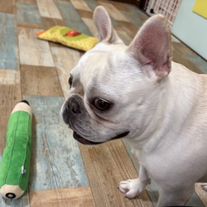 ぽんくん・おはぎくん・ステラちゃん・リコちゃん・メイちゃん・Mocoちゃん・もぐくんのご様子☆【湘南・鵠沼にあるペットホテル 】