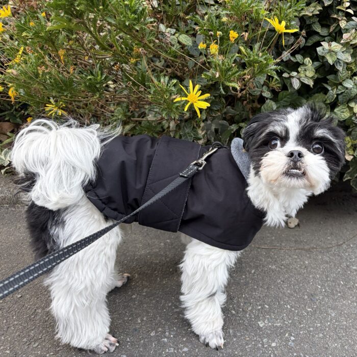 ペルーちゃん・ロッキーくん・空くん・マリアンちゃん・てんちゃん・ルチくん・さくらちゃんのご様子☆【湘南・鵠沼にあるペットホテル 】
