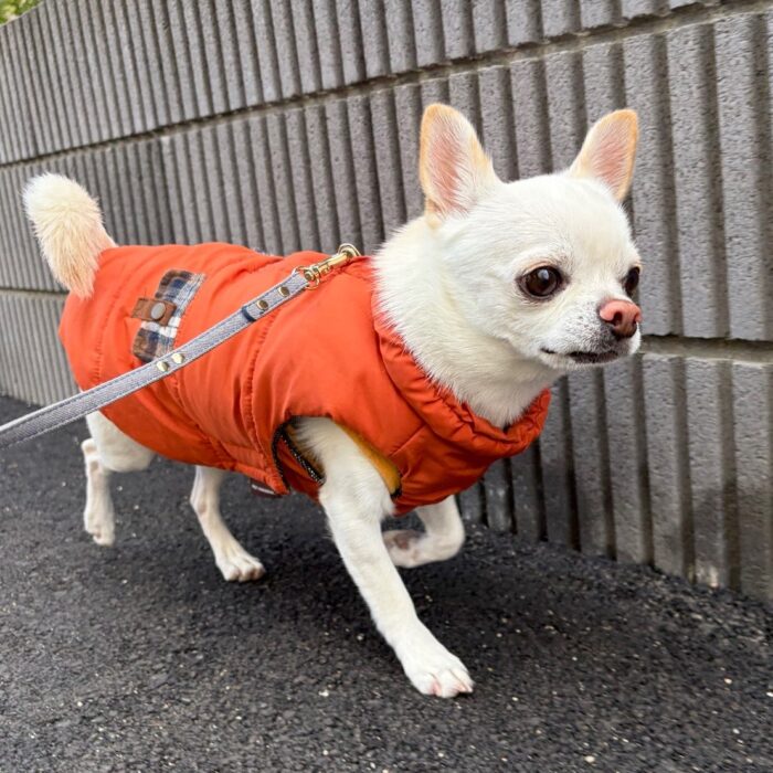 しらすちゃん・ライトくん・クリンくん・はなちゃん・くーちゃん・ルルちゃん・ラキくんのご様子☆【湘南・鵠沼にあるペットホテル 】