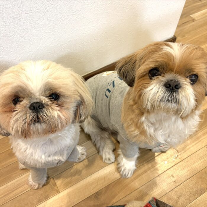 さくじろうくん&ももじろうくん・モナちゃん・マーニーちゃん&ローラちゃん・ベルタちゃんのご様子☆【湘南・鵠沼にあるペットホテル 】