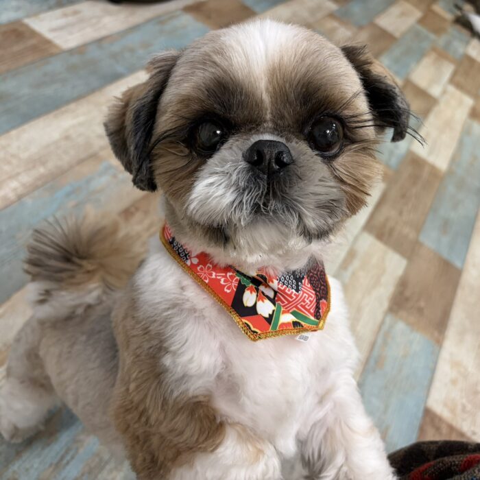 はなちゃん・Mocoちゃん・ルチくん・りきくん・コルくん・ライトくんのご様子☆【湘南・鵠沼にあるペットホテル 】