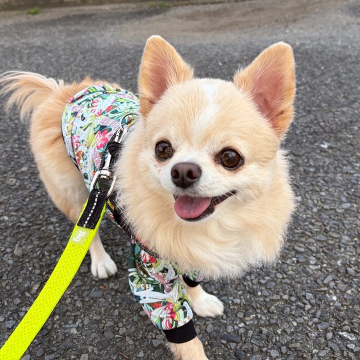 しらすちゃん・佐助くん・エルくん・よもぎくん・麦くんのご様子☆【湘南・鵠沼にあるペットホテル 】