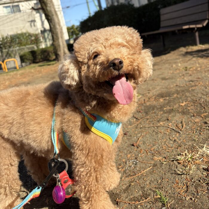 もかちゃん・ころもくん・そらくん・寅次郎くんのご様子☆【湘南・鵠沼にあるペットホテル 】