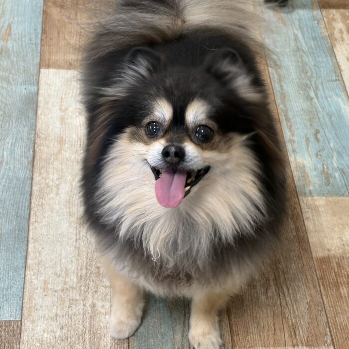 はちべえくん・マリアンちゃん・ラキくん・バーワンちゃん&グァバオちゃん・pipiちゃんのご様子☆【湘南・鵠沼にあるペットホテル 】