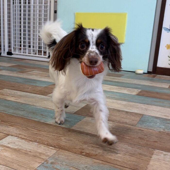 はなちゃん・マーニーちゃん&ローラちゃん・Mocoちゃん・ももじろうくん・しらすちゃんのご様子☆【湘南・鵠沼にあるペットホテル 】