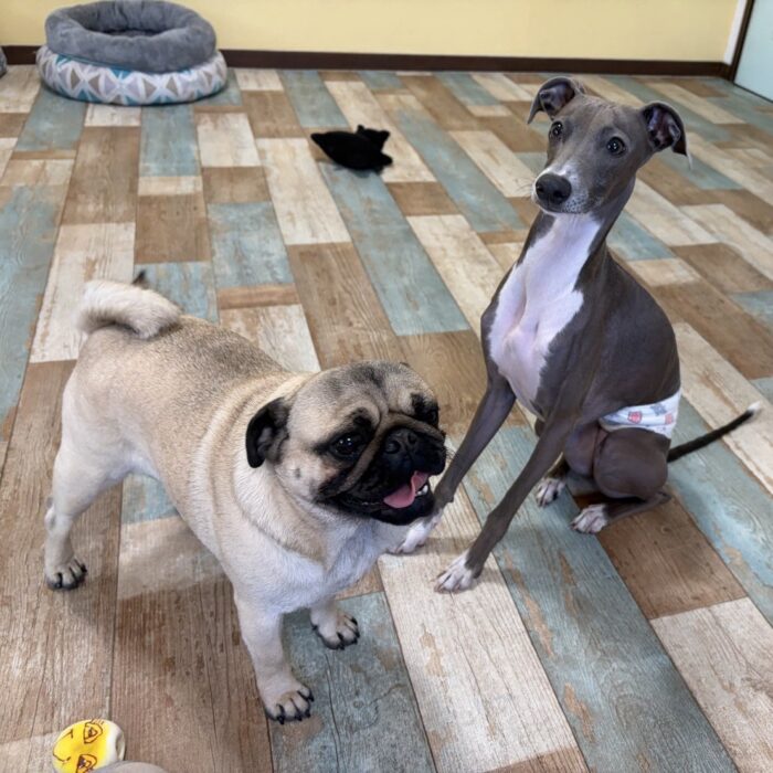 アントニアちゃん・おはぎくん・ルチくん・プクちゃん・リコちゃんのご様子☆【湘南・鵠沼にあるペットホテル 】