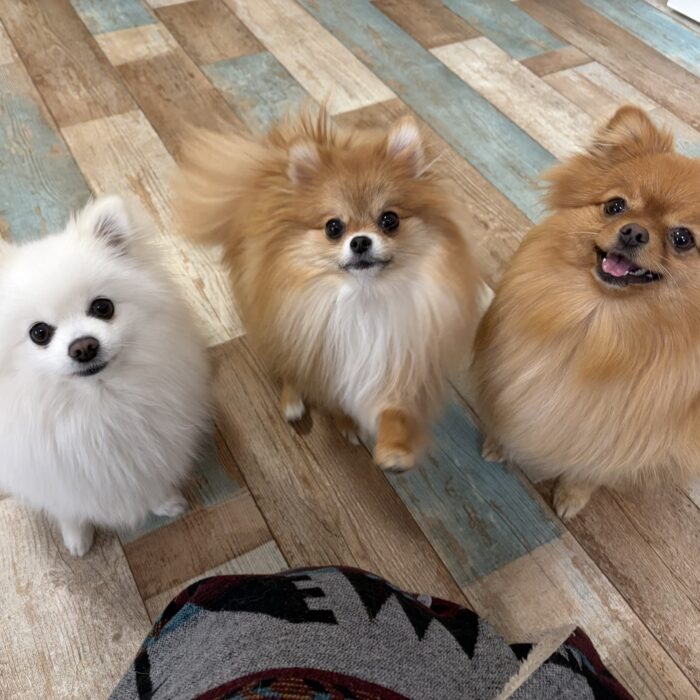 あめちゃん・おとちゃん・おもちちゃん・はなちゃんのご様子☆【湘南・鵠沼にあるペットホテル 】