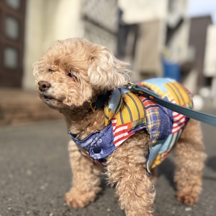 マリアンちゃん・虎太朗くん・BOOくん&pipiちゃん・カズハちゃん・はなちゃんのご様子☆【湘南・鵠沼にあるペットホテル 】