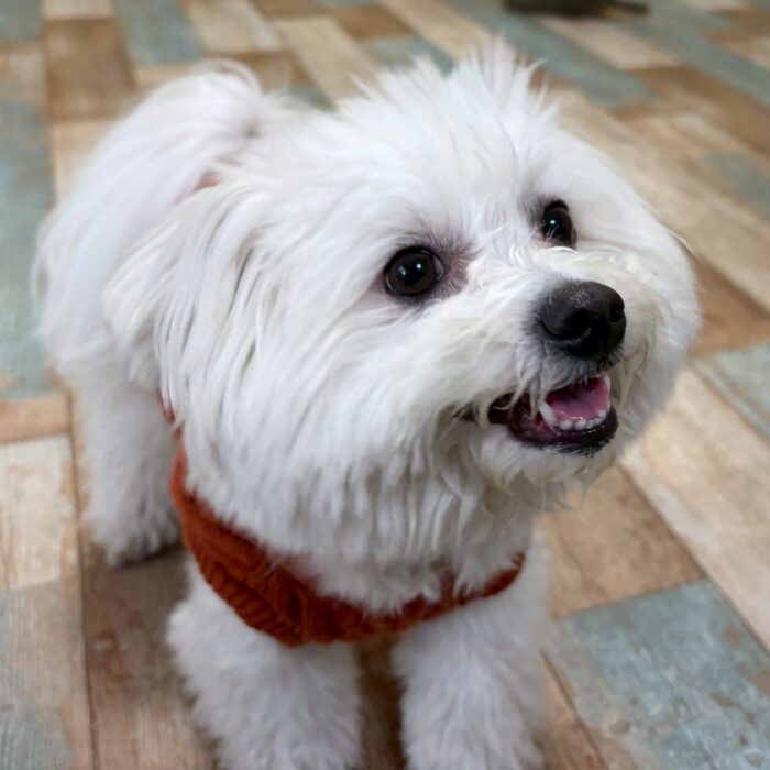 カズハちゃん・ラキくん・マリアンちゃん・プクちゃん・Mocoちゃん・ももじろうくんのご様子☆【湘南・鵠沼にあるペットホテル 】