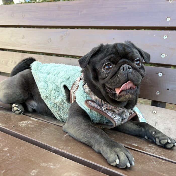 Mocoちゃん・ももじろうくん・おはぎくん・ルナちゃん・はなちゃん・ぽんくんのご様子☆【湘南・鵠沼にあるペットホテル 】