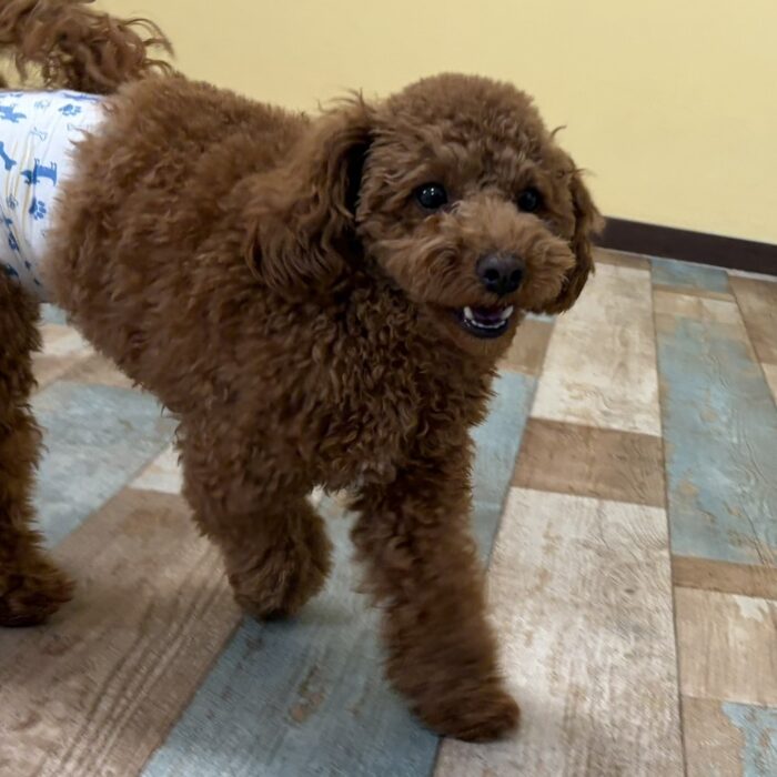 ライくん&麦くん・ラキくん・はなちゃん・ペルーちゃんのご様子☆【湘南・鵠沼にあるペットホテル 】