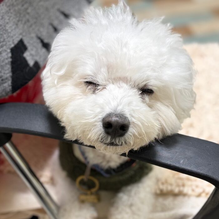 ルチくん・カインくん&ノアくん・メイちゃん・福太郎くん・おはぎくんのご様子☆【湘南・鵠沼にあるペットホテル 】