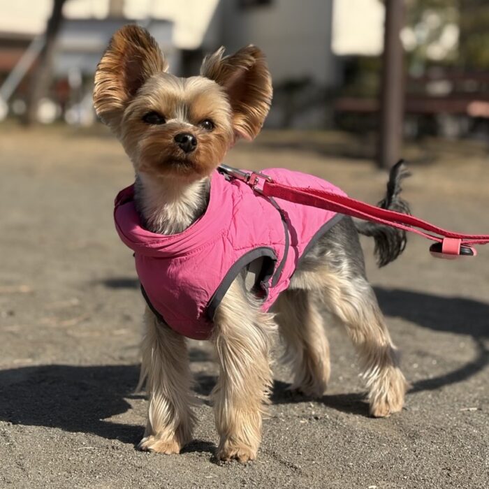 はなちゃん・ポポンちゃん・リコちゃん・Mocoちゃん・ももじろうくんのご様子☆【湘南・鵠沼にあるペットホテル 】