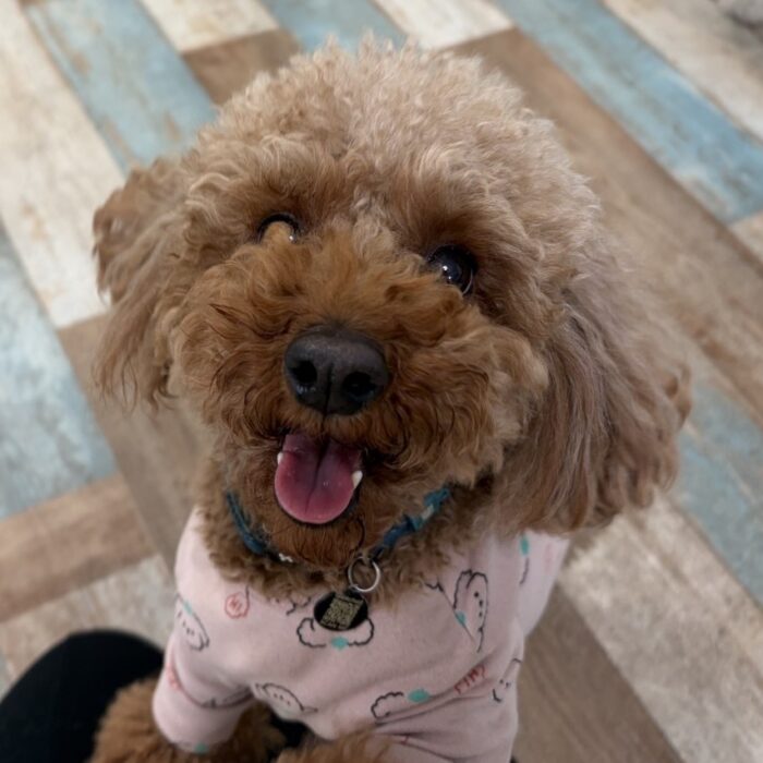 メルちゃん・ガボちゃん・たろぴーくん・ルルちゃん・おはぎくんのご様子☆【湘南・鵠沼にあるペットホテル 】