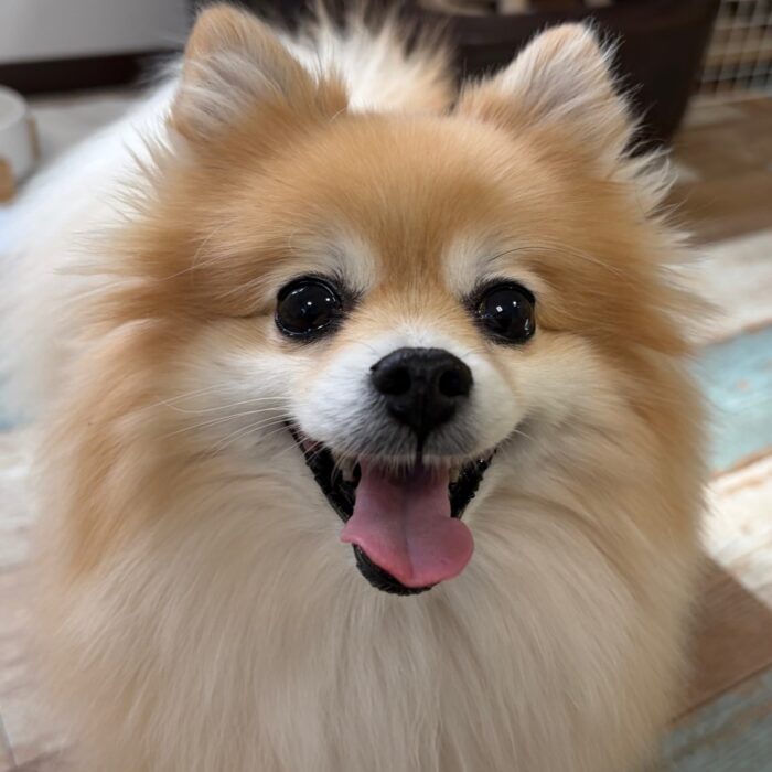 Mocoちゃん・はなちゃん・たろぴーくん・カインくん&ノアくん・リコちゃんのご様子☆【湘南・鵠沼にあるペットホテル 】