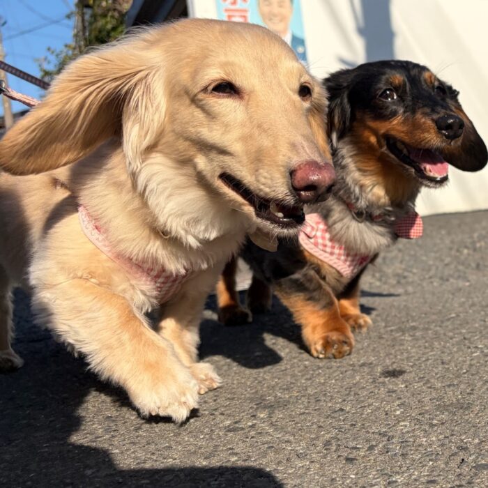 BOOくん＆pipiちゃん・たんぽぽちゃん・たろぴーくん・ももじろうくん・マーニーちゃん&ローラちゃんのご様子☆【湘南・鵠沼にあるペットホテル 】