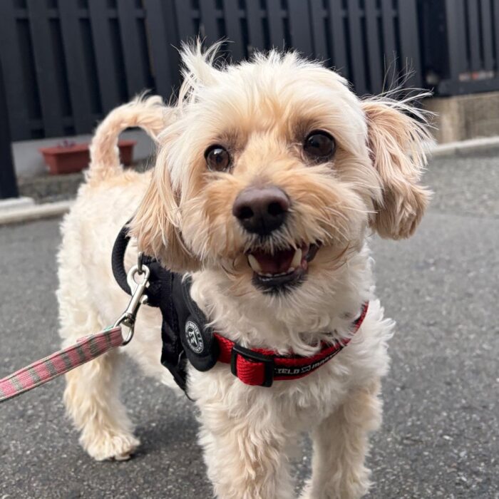 プクちゃん・モアナくん・ガボちゃん・ペルーちゃん・おはぎくん・ルイくんのご様子☆【湘南・鵠沼にあるペットホテル 】