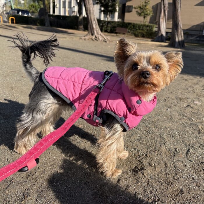 ステラちゃん・ももじろうくん・ポポンちゃん・はなちゃん・たんぽぽちゃん・Mocoちゃんのご様子☆【湘南・鵠沼にあるペットホテル 】