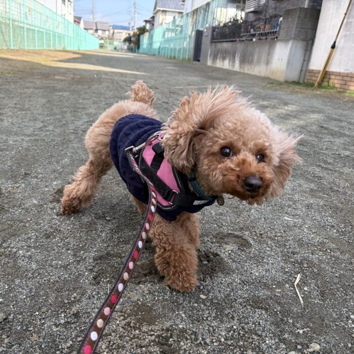 くまちゃん・たろぴーくん・ルルちゃん・メイちゃん・ルナちゃん・ガボちゃんのご様子☆【湘南・鵠沼にあるペットホテル 】