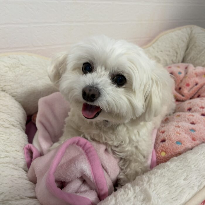 コルくん・NICOちゃん・Mocoちゃん・まりんちゃん・おもちちゃん・ぽんくんのご様子☆【湘南・鵠沼にあるペットホテル 】