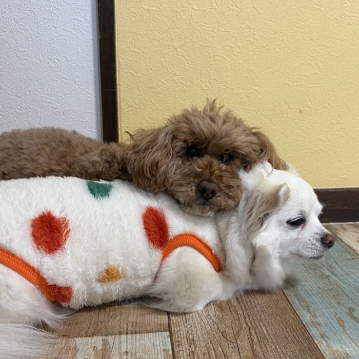 こまちゃん・ペルーちゃん・アルボーくん・マリアンちゃん・おはぎくん・とらきちくんのご様子☆【湘南・鵠沼にあるペットホテル 】