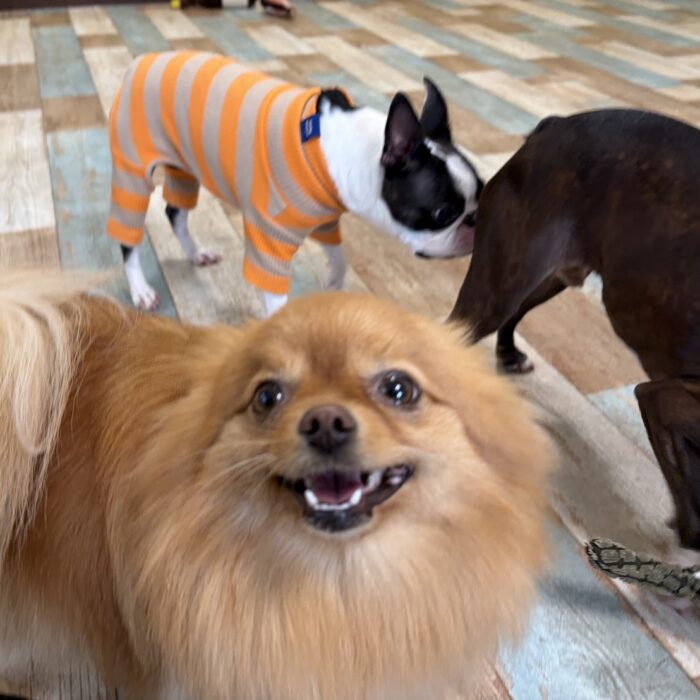 カインくん&ノアくん・バーワンちゃん&グァバオちゃん・ももじろうくん・はなちゃんのご様子☆【湘南・鵠沼にあるペットホテル 】