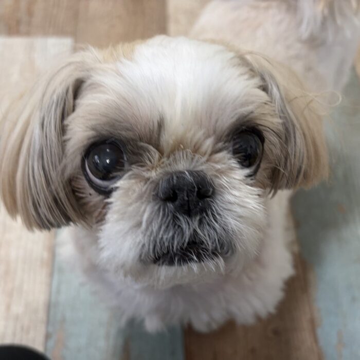 エマちゃん・プリンちゃん・Mocoちゃん・はなちゃん・シシィちゃんのご様子☆【湘南・鵠沼にあるペットホテル 】