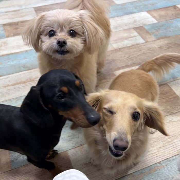 ももじろうくん・おはぎくん・マリアンちゃん・プクちゃん・ここあちゃん・ベルタちゃんのご様子☆【湘南・鵠沼にあるペットホテル 】