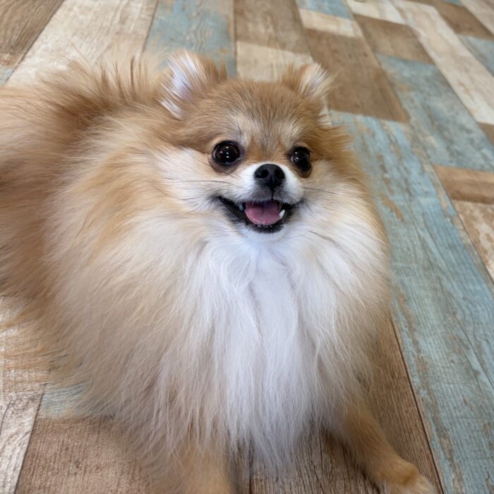 なぎちゃん・おとちゃん・はなちゃん・ラキくん・あめちゃん・マリアンちゃんのご様子☆【湘南・鵠沼にあるペットホテル 】