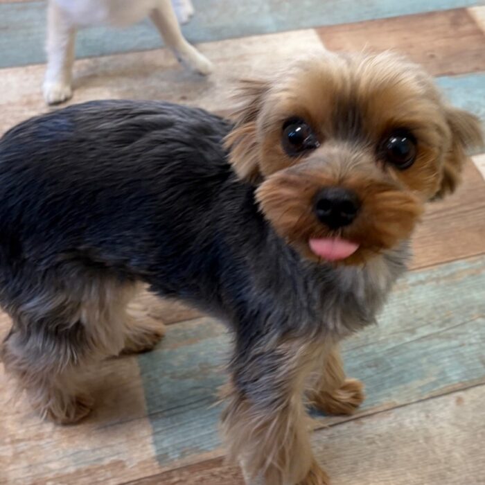 ラブちゃん・マリアンちゃん・ポポンちゃん・おはぎくん・Mocoちゃん・ももじろうくんのご様子☆【湘南・鵠沼にあるペットホテル 】