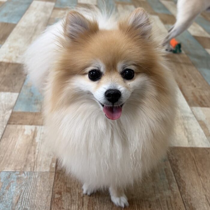 ルナちゃん・寿々くん・リコちゃん・うにくん・はなちゃん・モモちゃんのご様子☆【湘南・鵠沼にあるペットホテル 】