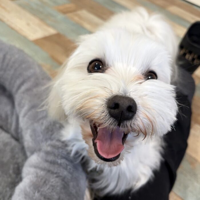 カインくん&ノアくん・てんちゃん・Mocoちゃん・雪くん・ラニちゃんのご様子☆【湘南・鵠沼にあるペットホテル 】