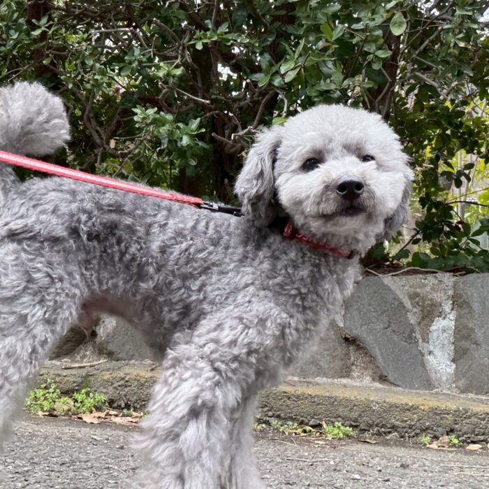 なぎちゃん・ライトくん・ミントちゃん・たんぽぽちゃん・はなちゃんのご様子☆【湘南・鵠沼にあるペットホテル 】