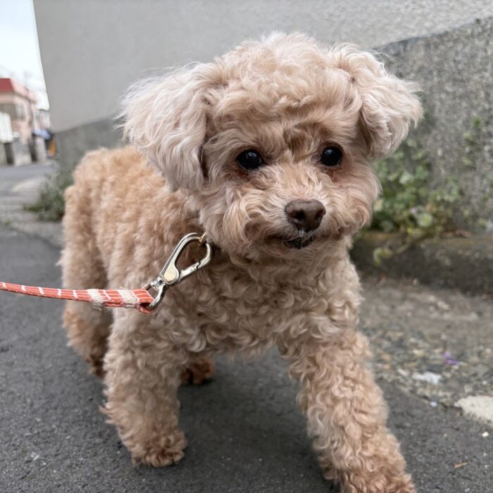ミントくん・虎太朗くん・ラニちゃん・はなちゃん・ももじろうくんのご様子☆【湘南・鵠沼にあるペットホテル 】