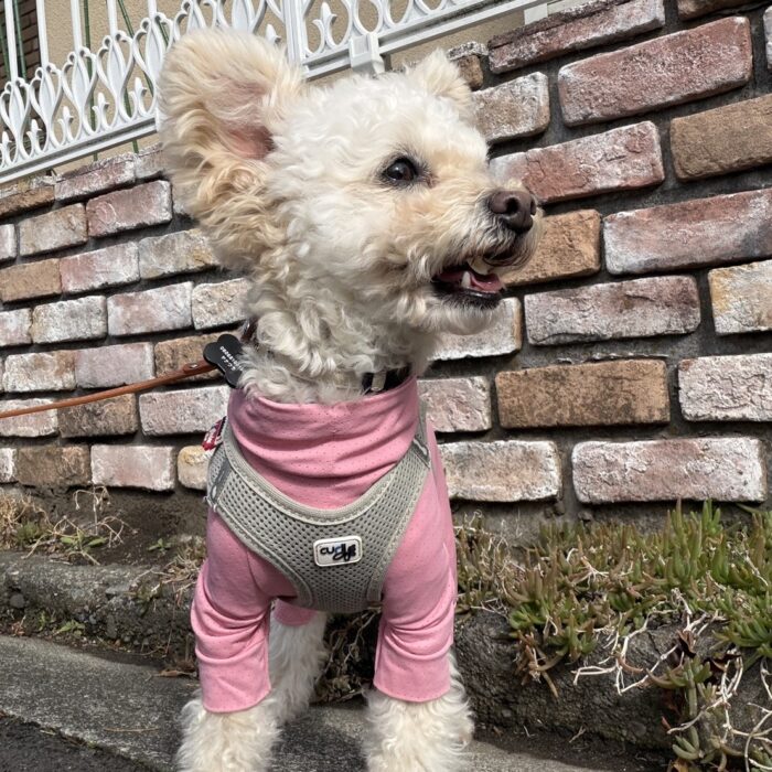 マーニーちゃん＆ローラちゃん・シシィちゃん・Mocoちゃん・アリーちゃんのご様子☆【湘南・鵠沼にあるペットホテル 】