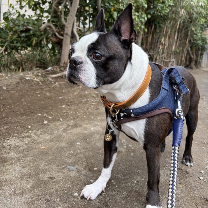 よもぎくん・ボンくん・しらすちゃん・ルナちゃん・ベルタちゃんのご様子☆【湘南・鵠沼にあるペットホテル 】