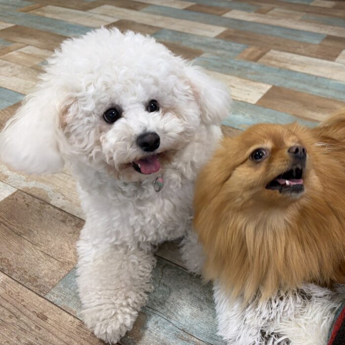 ぷあちゃん・モクくん・ももじろうくん・はなちゃん・ひなたちゃん・キャンディくんのご様子☆【湘南・鵠沼にあるペットホテル 】