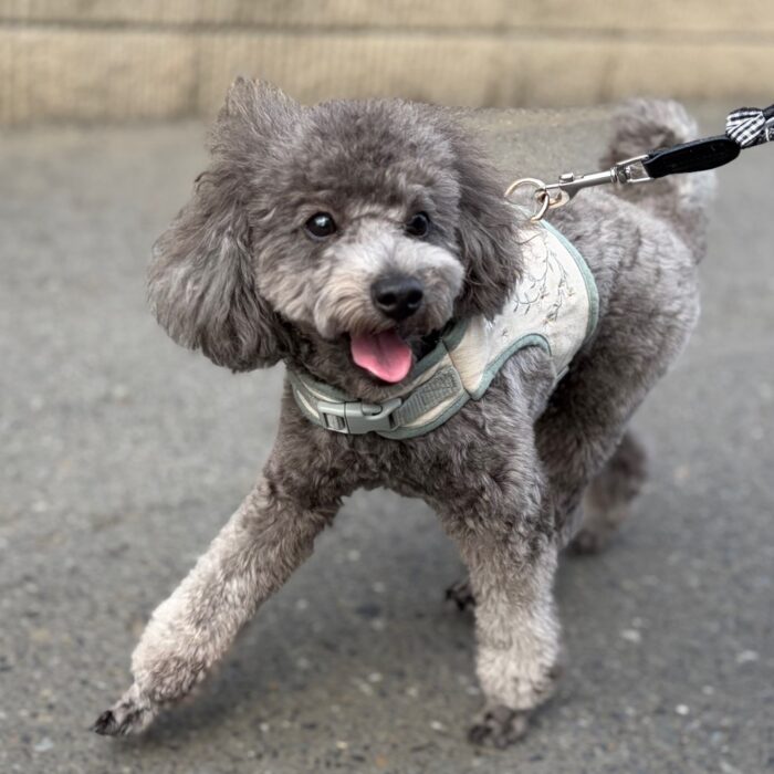 ラテくん・もふくん・ステラちゃん・ベルタちゃん・ベルちゃんのご様子☆【湘南・鵠沼にあるペットホテル 】
