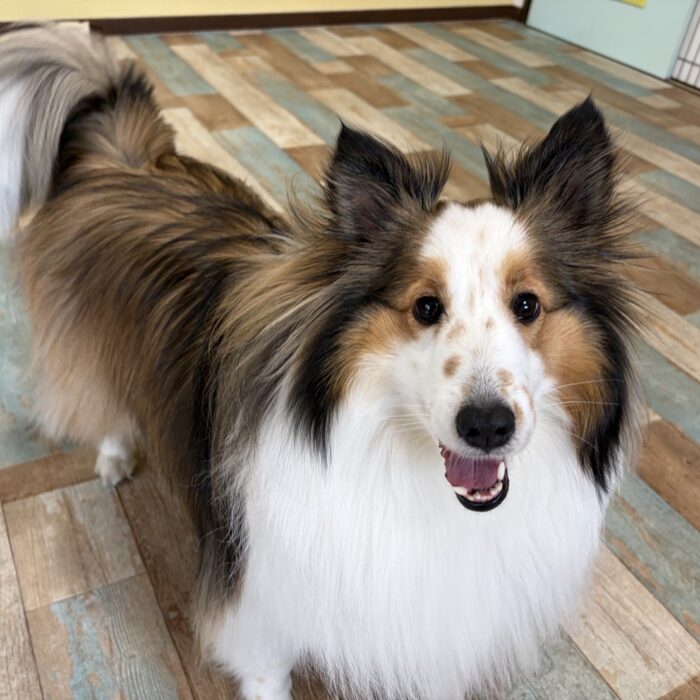 ベルちゃん・ラニちゃん・Mocoちゃん・モンチちゃん・JOYくんのご様子☆【湘南・鵠沼にあるペットホテル 】