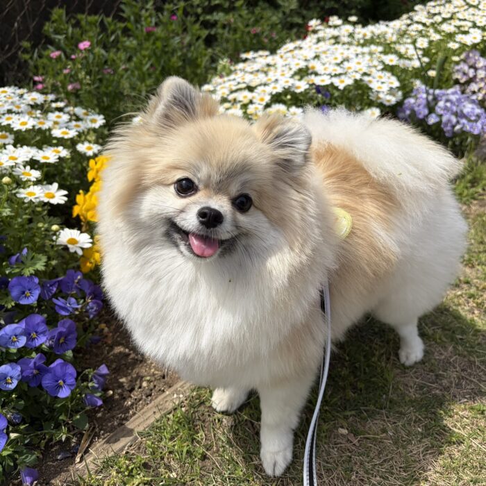 はなちゃん・こはくくん・カインくん&ノアくん・ももじろうくん・キャンディくん・ラプちゃんのご様子☆【湘南・鵠沼にあるペットホテル 】