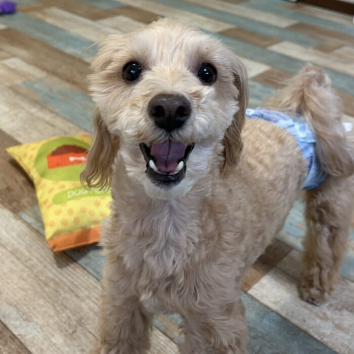 マリアンちゃん・Mocoちゃん・ペルーちゃん・ポポちゃん・ころもくん・Jujuちゃんのご様子☆【湘南・鵠沼にあるペットホテル 】