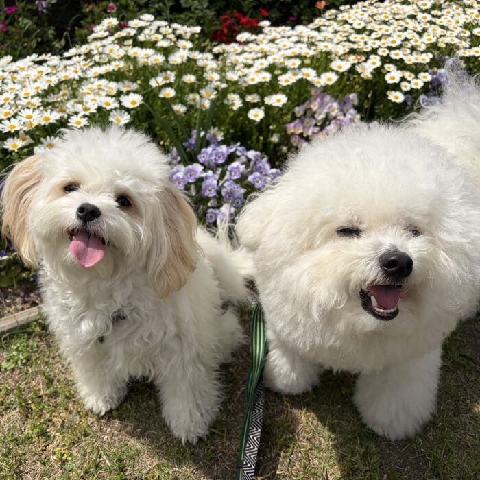キャンディくん・Booくん&Pipiちゃん・Jujuちゃん・ベルタちゃんのご様子☆【湘南・鵠沼にあるペットホテル 】