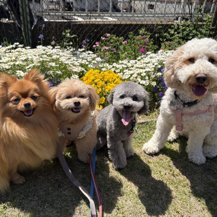 はなちゃん・ひなたちゃん・ライトくん・ミニラちゃん・たんぽぽちゃん・Mocoちゃんのご様子☆【湘南・鵠沼にあるペットホテル 】