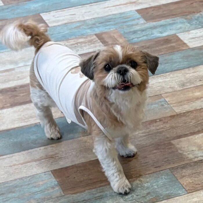 虎太朗くん・ライチくん・レイリーくん・さわらくん・さくじろうくん&ももじろうくんのご様子☆【湘南・鵠沼にあるペットホテル 】