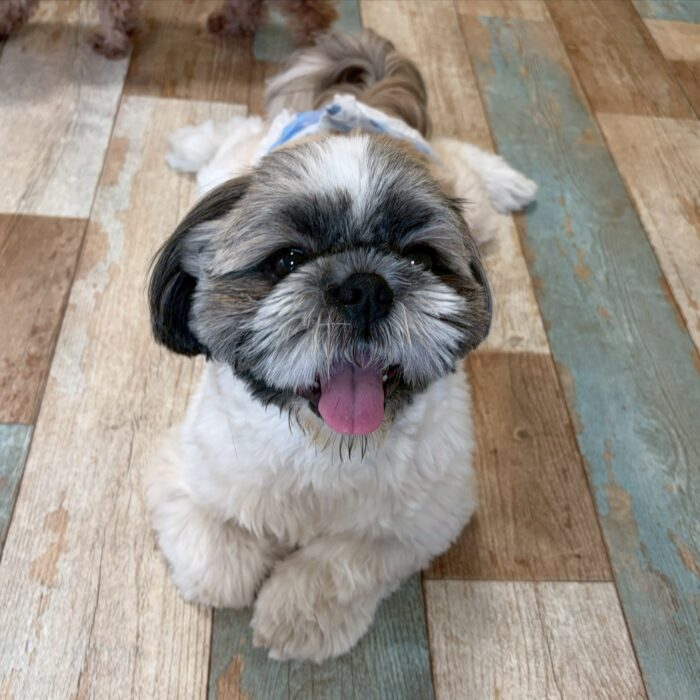 プクちゃん・メイちゃん・ハルくん・悟空くん・おはぎくんのご様子☆【湘南・鵠沼にあるペットホテル 】